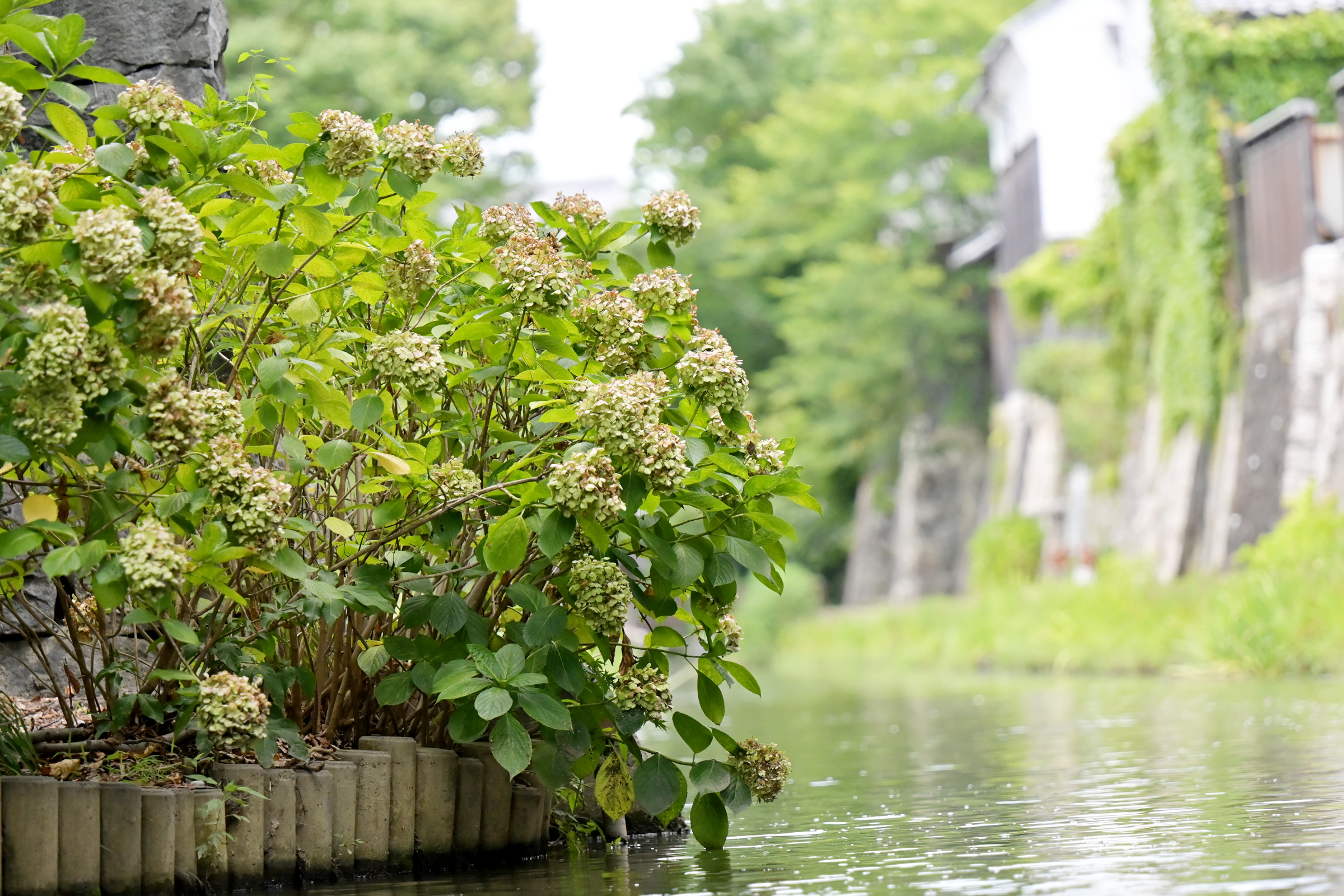 水辺の植物