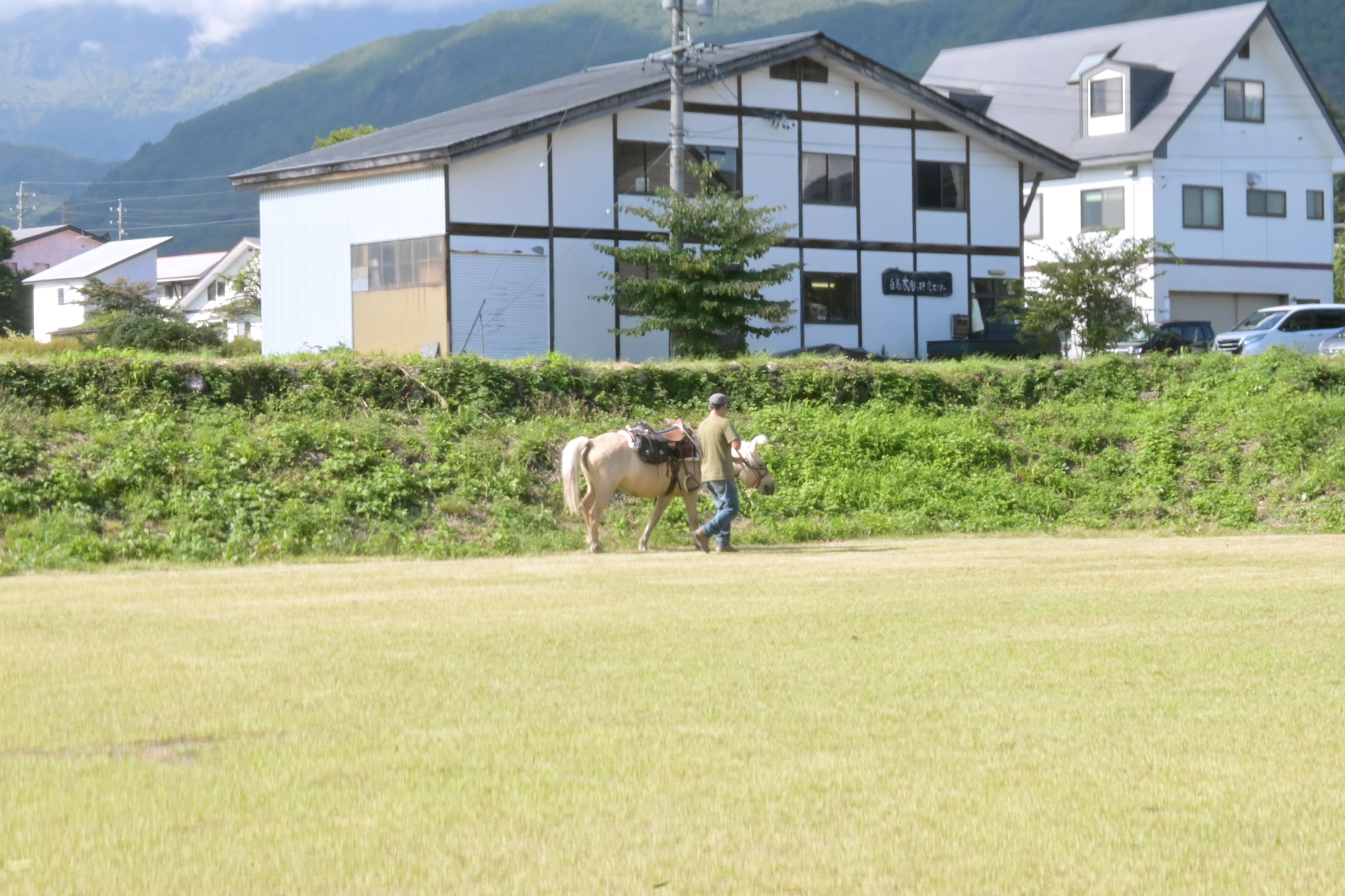 馬がお散歩